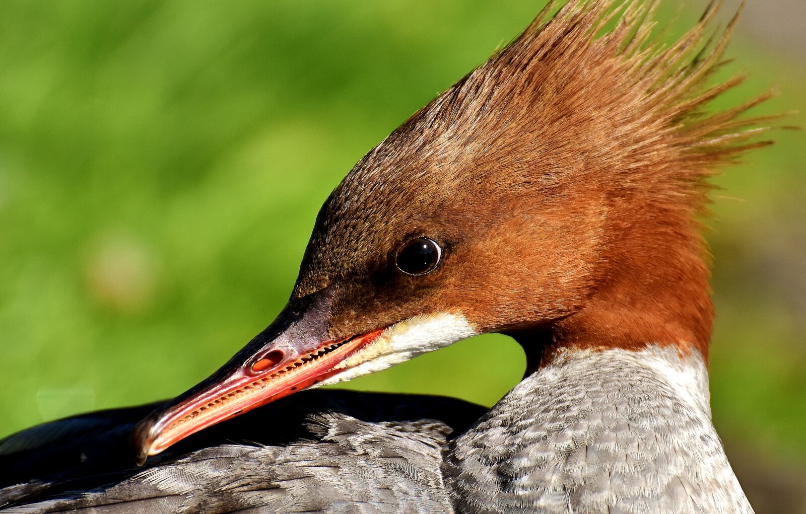 Nikon D7200 sample photo. Merganser, mergus merganser, duck photography