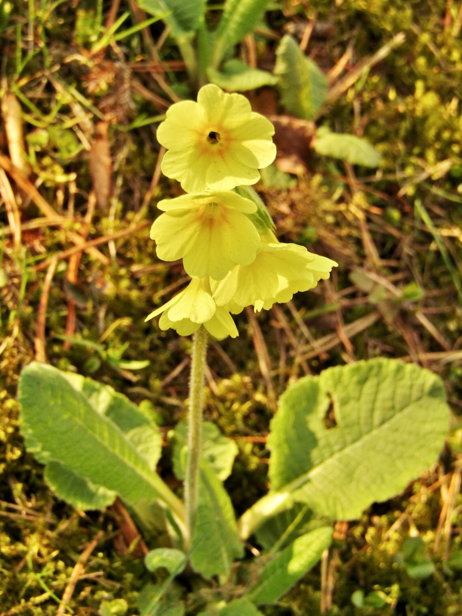 Canon POWERSHOT SX432 IS sample photo. Cowslip, yellow, nature photography