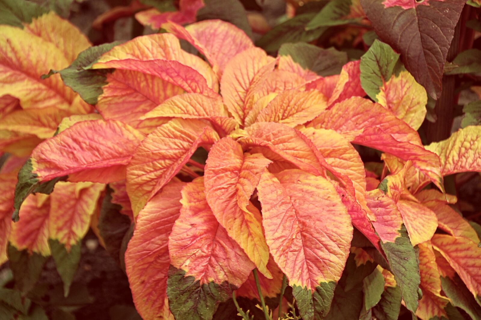 Canon EOS 1200D (EOS Rebel T5 / EOS Kiss X70 / EOS Hi) sample photo. Colorful leaves, leaves, plant photography