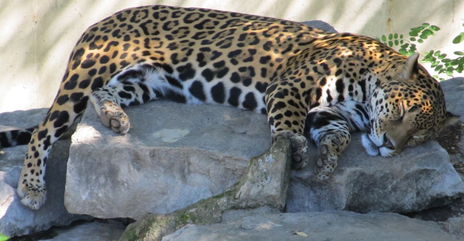 Canon PowerShot SX130 IS sample photo. Jaguar, sleeping, big cat photography