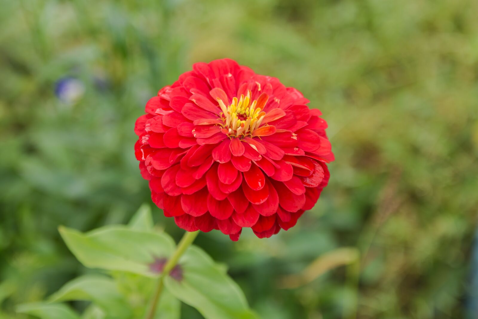 Nikon D7200 sample photo. Flowers, summer, nature photography