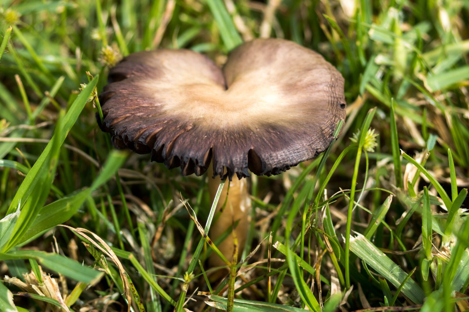 Canon EOS 750D (EOS Rebel T6i / EOS Kiss X8i) + Canon EF 28-80mm f/3.5-5.6 USM sample photo. Nature, mushroom, azores photography