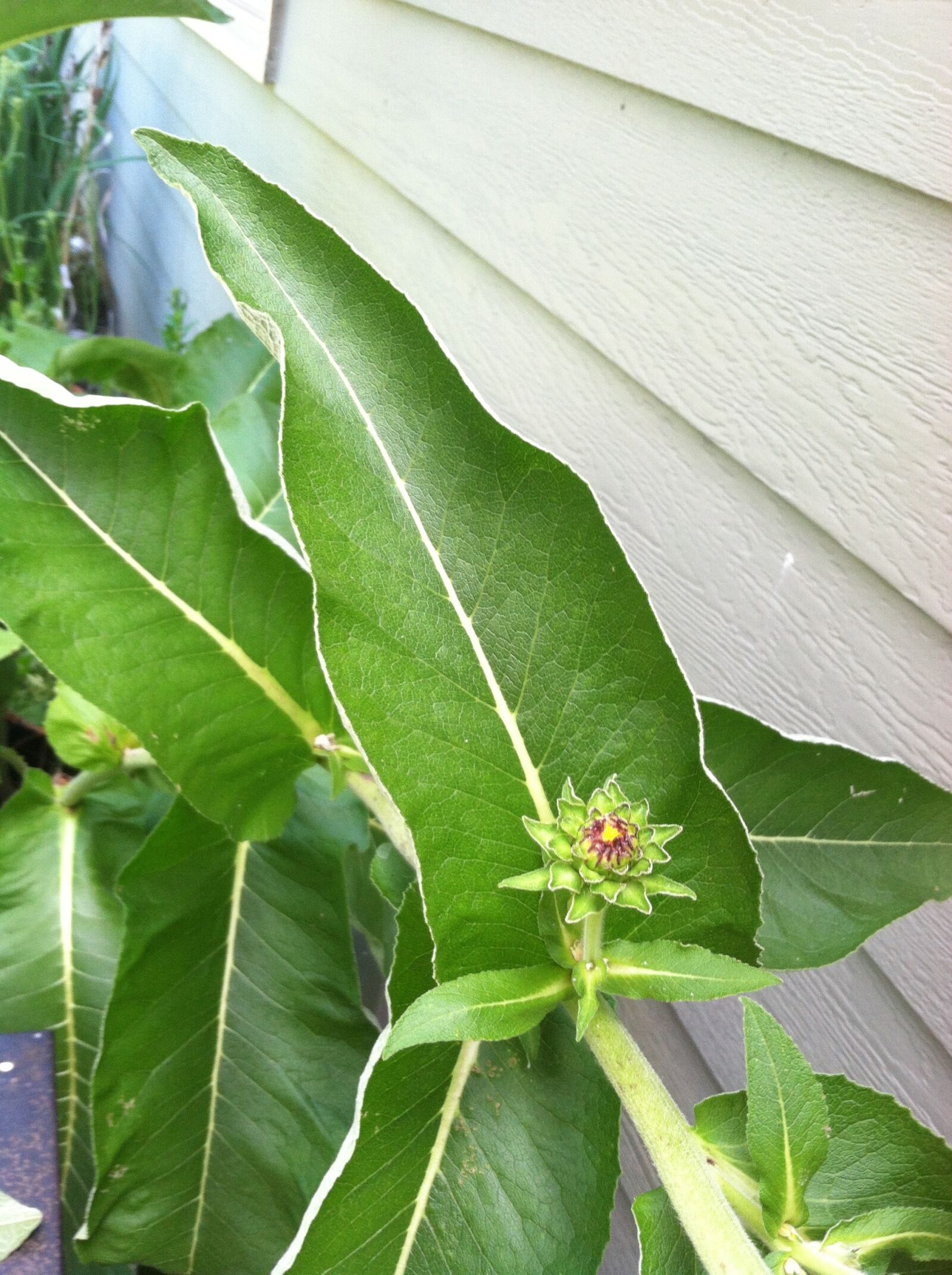 iPhone 4 back camera 3.85mm f/2.8 sample photo. Elecampane, flower, bud photography