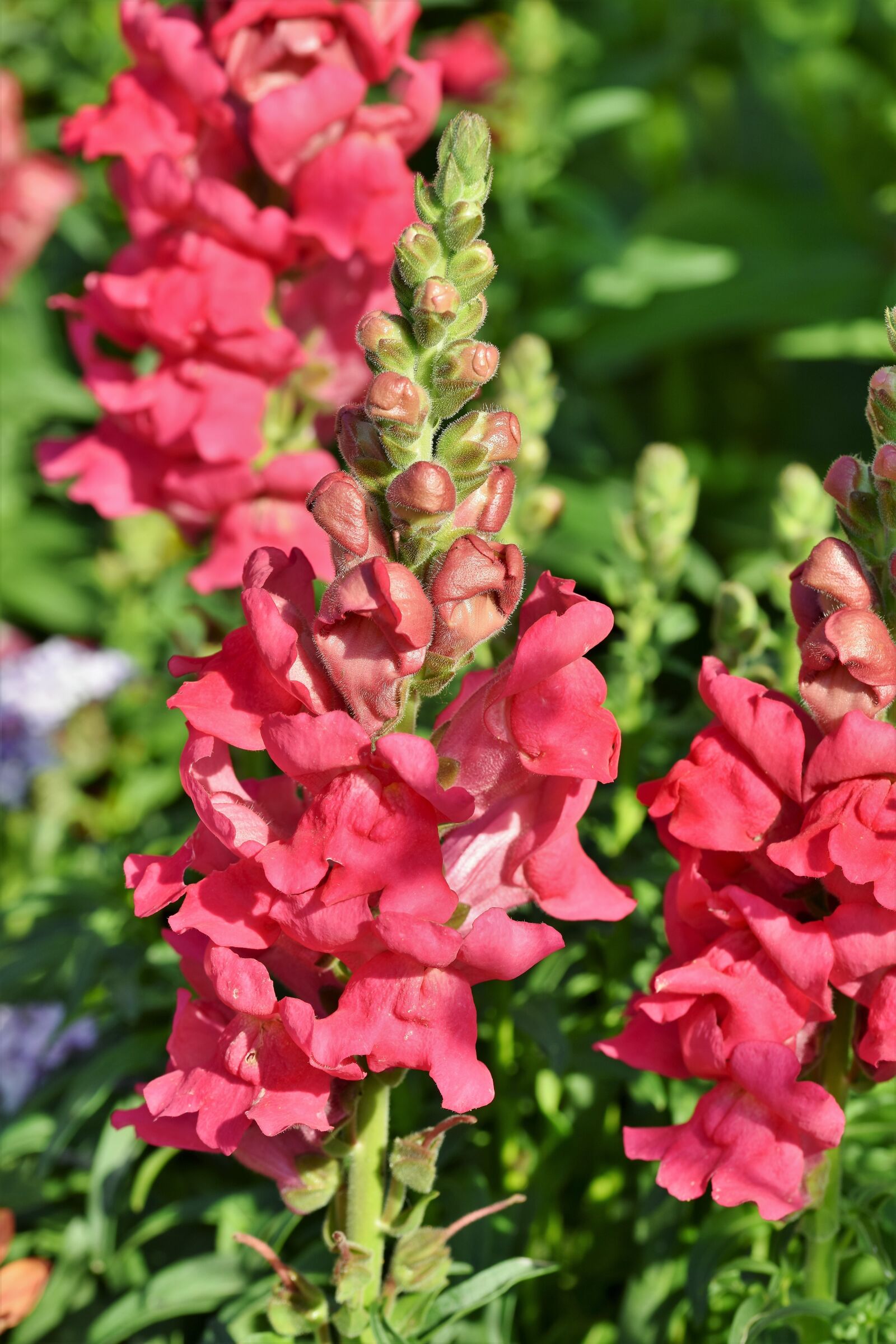 Nikon D7200 sample photo. Loewenmaeulchen, snapdragon, flower photography