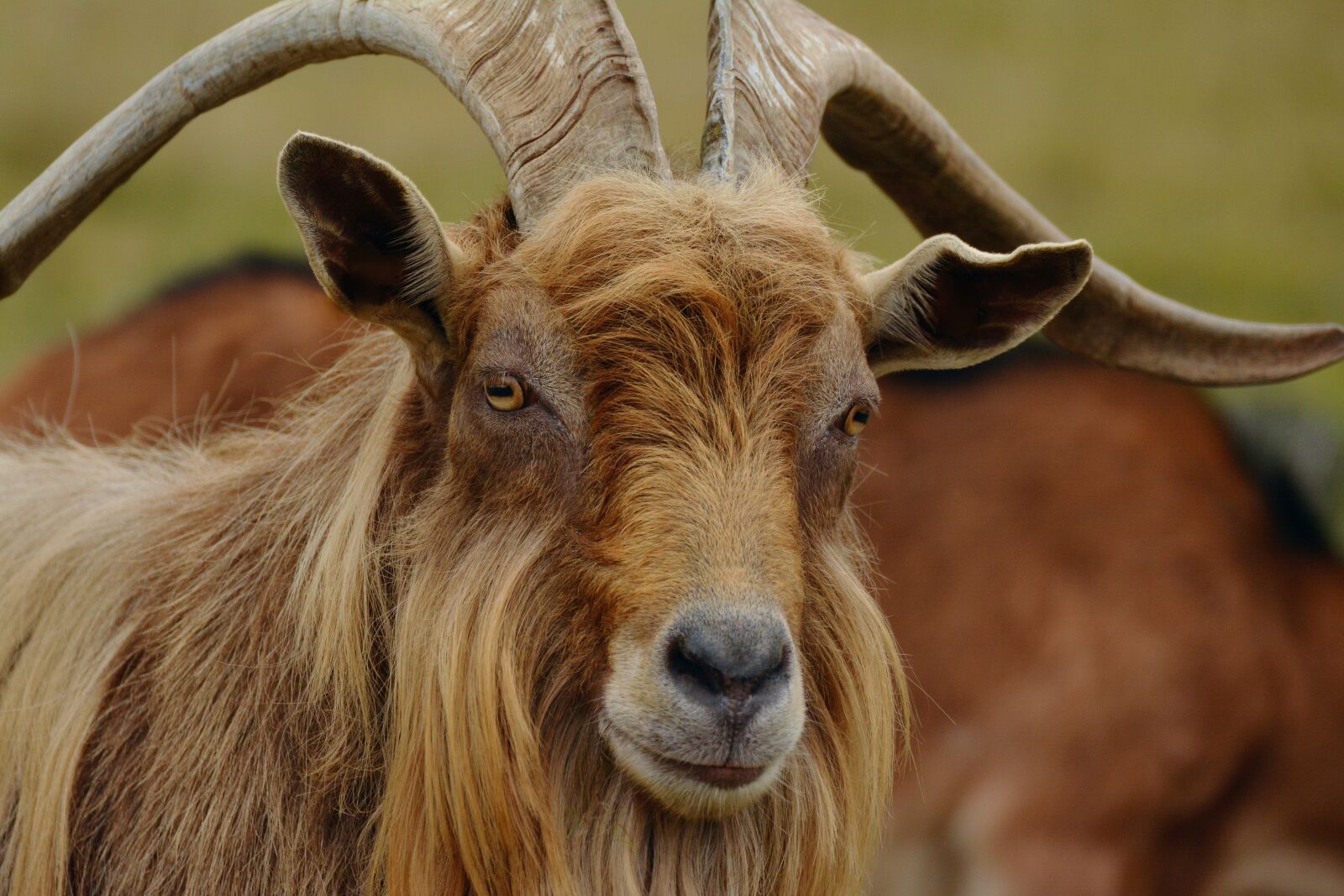 Nikon D5200 sample photo. Billy goat, mountain goat photography