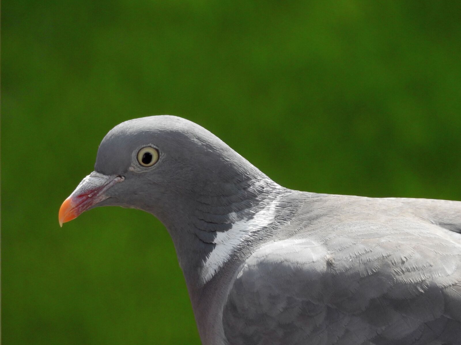Nikon Coolpix P900 sample photo. Dove, bird, bird pigeon photography