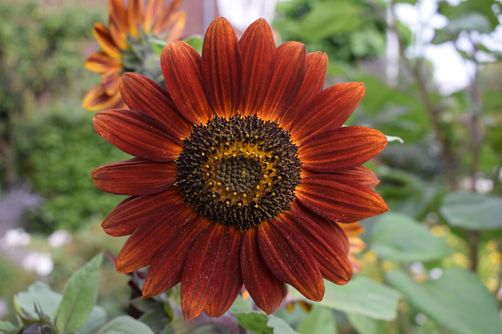 Nikon D3300 sample photo. Red sunflower, garden, summer photography