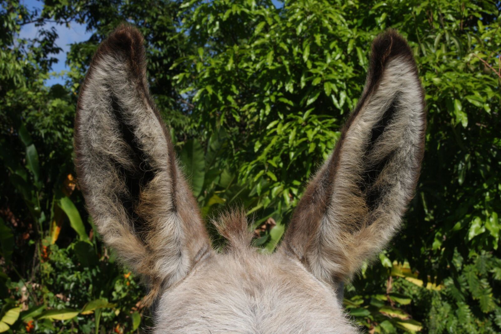 Canon EOS 40D sample photo. Donkey, ears, animal photography