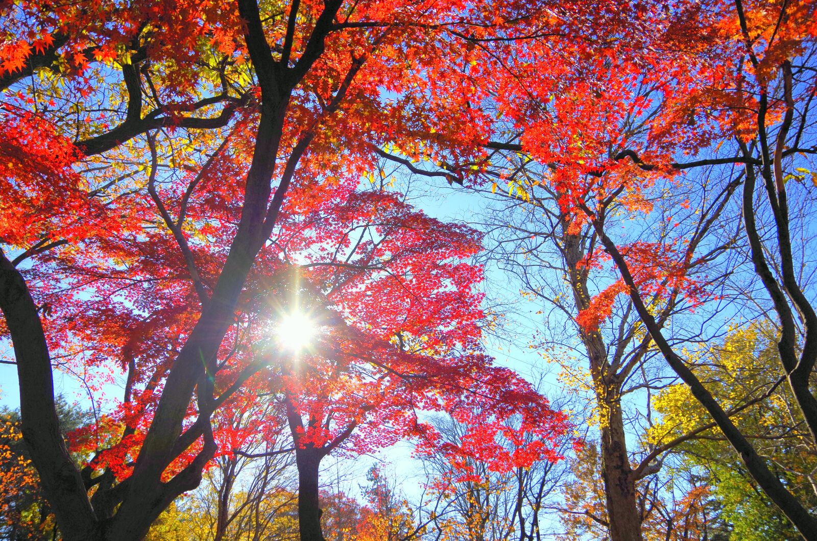Pentax K-30 sample photo. Maple, autumn, autumnal leaves photography