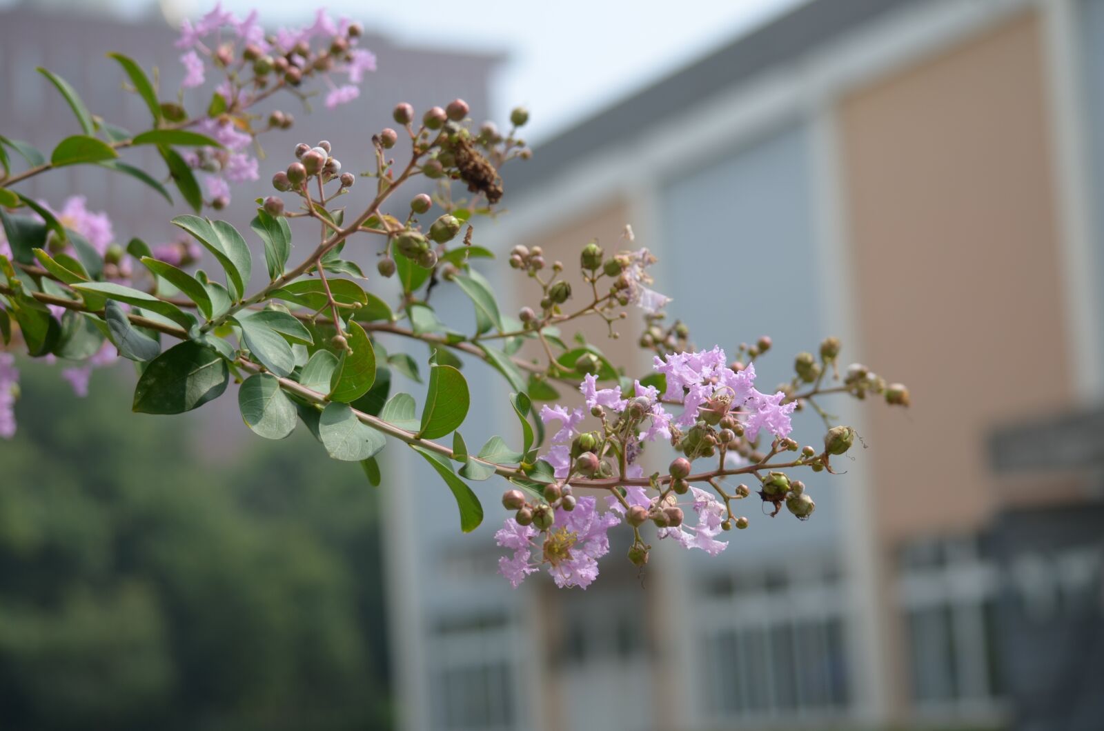 Nikon D5100 sample photo. Flower, plant, nature photography