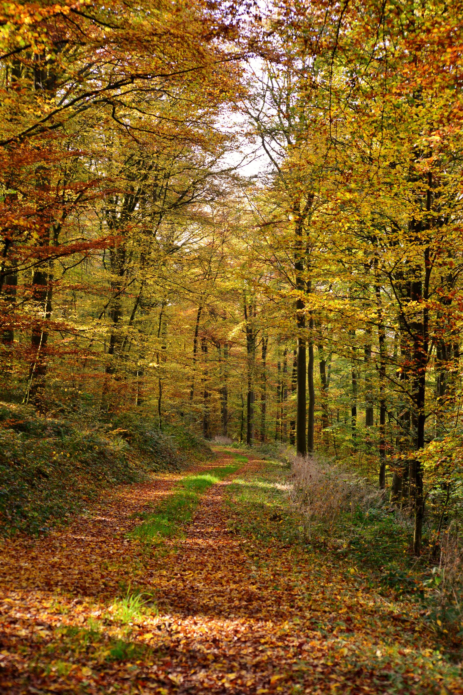 Nikon D600 sample photo. Forest path, autumn, fall photography