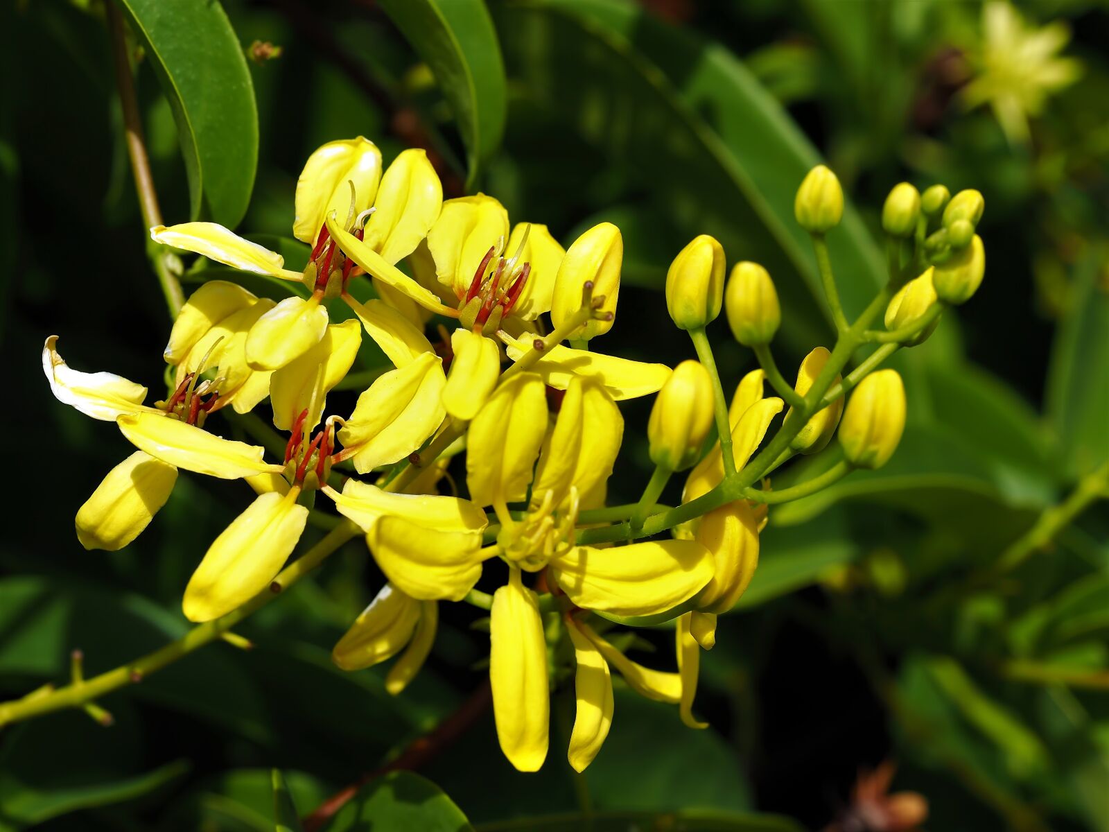 Olympus M.Zuiko Digital ED 60mm F2.8 Macro sample photo. Yellow flower, bloom, fresh photography