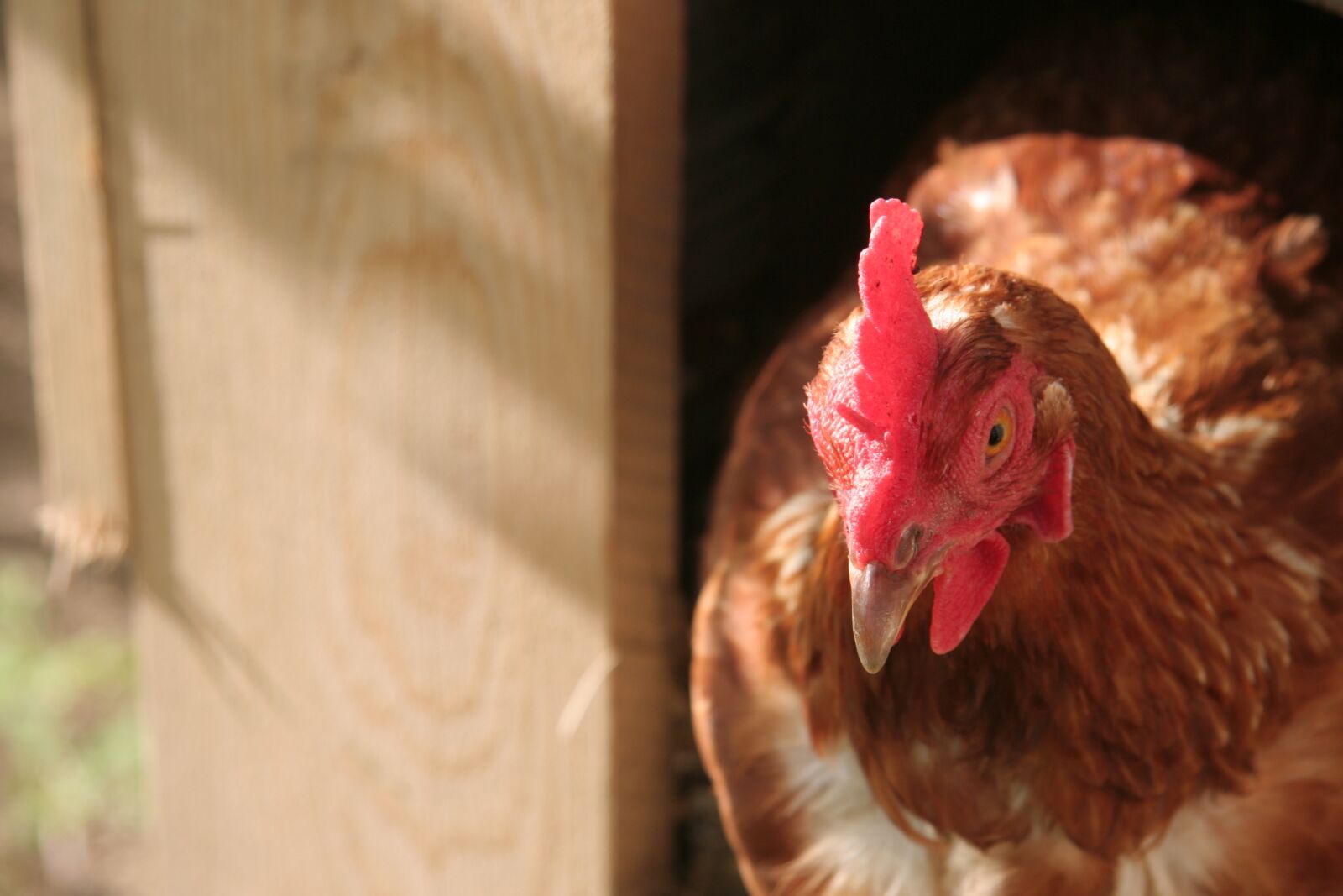 Canon EOS 350D (EOS Digital Rebel XT / EOS Kiss Digital N) sample photo. Hen, nature, farm photography