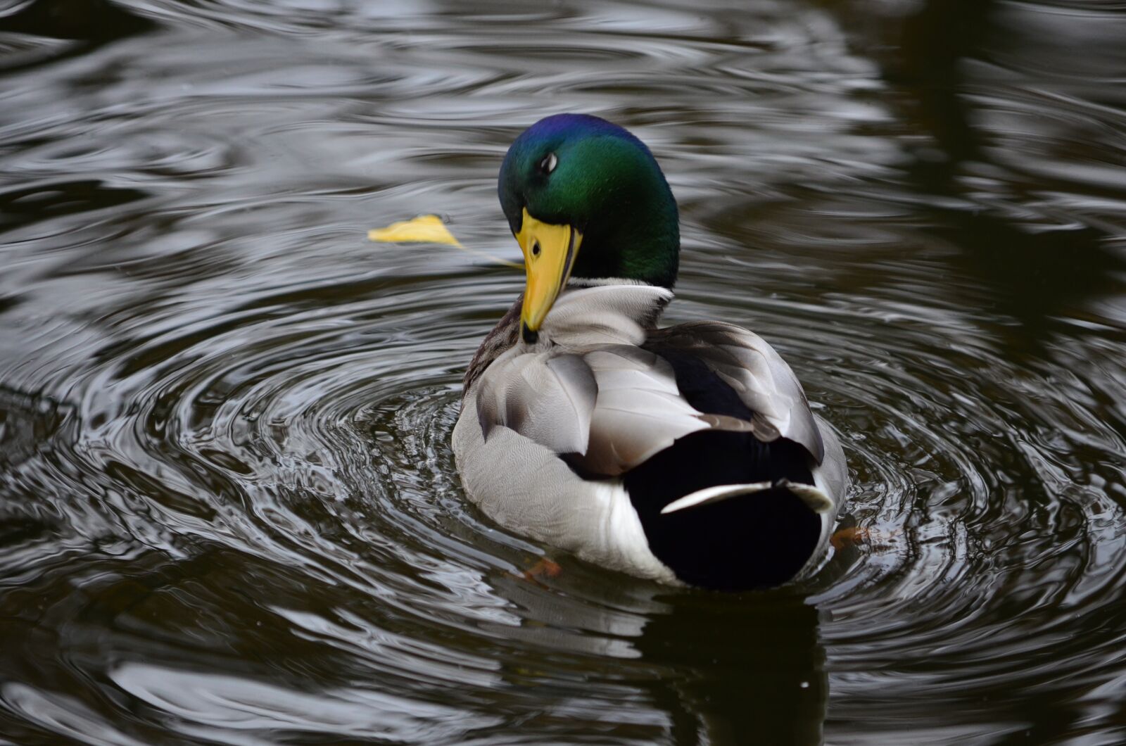 Nikon D5100 sample photo. Kaczor, pond, tom photography