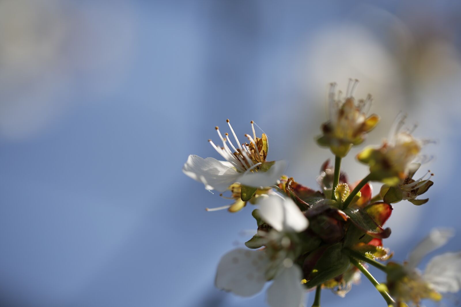 Canon EF 100mm F2.8L Macro IS USM sample photo. Cherry blossom, spring, cherry photography