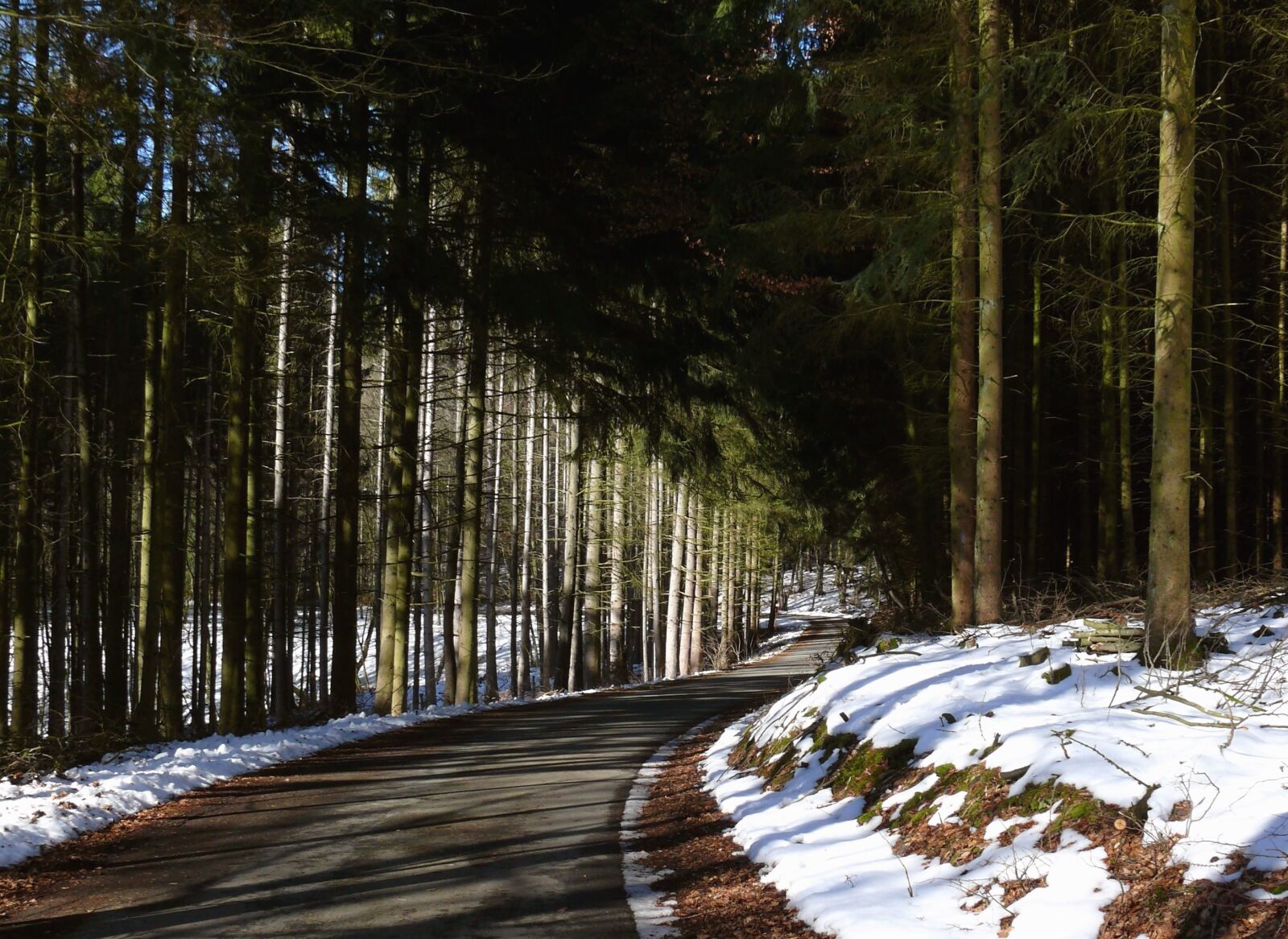Panasonic DMC-FZ50 sample photo. Road, forest, winter, snow photography
