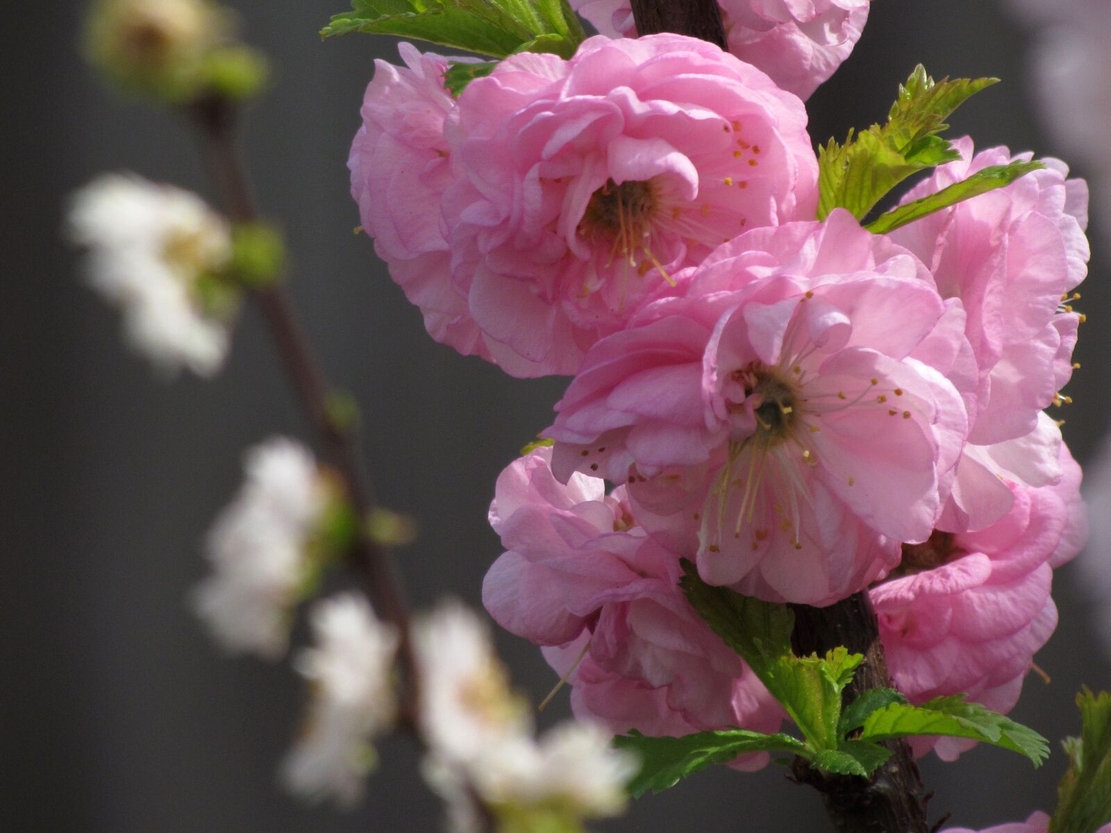 Canon PowerShot SX30 IS sample photo. Prunus, boom, bloom photography