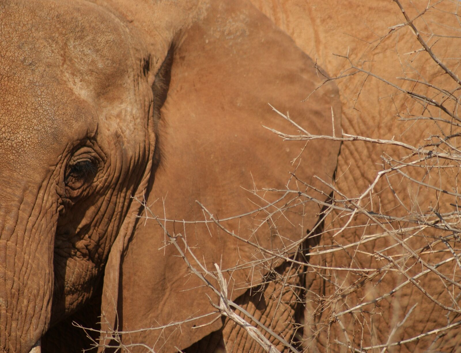 Sony Alpha DSLR-A200 sample photo. Nature, animal, mammal photography
