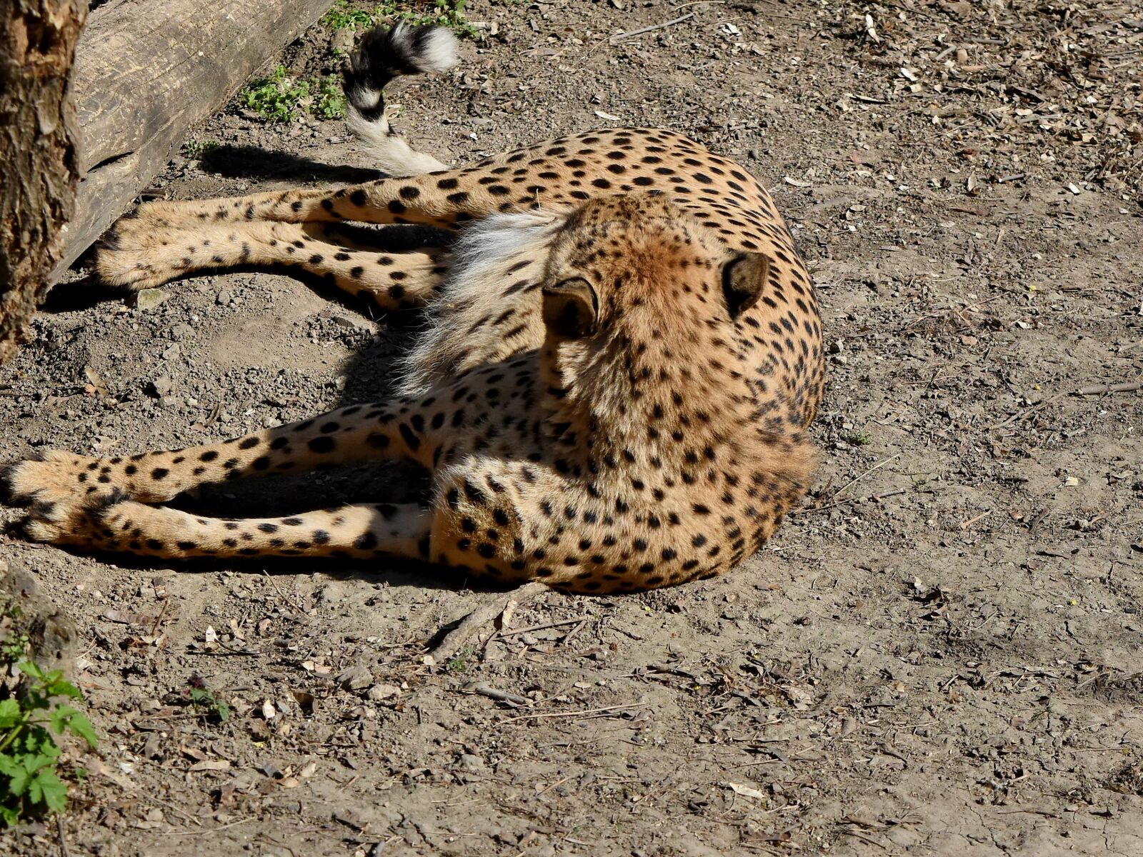 Nikon D5500 sample photo. Wildlife, wild, safari, cat photography