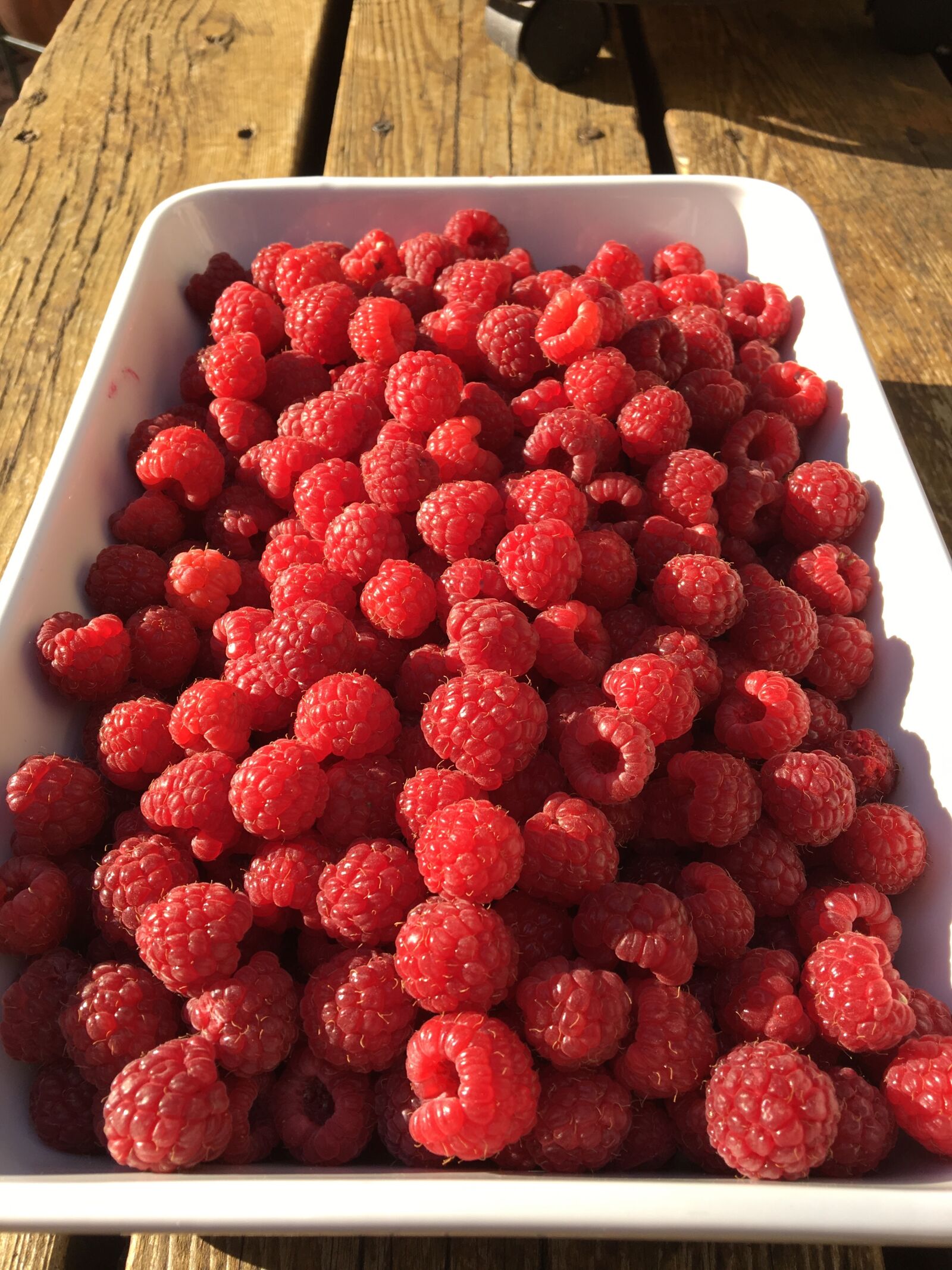 Apple iPhone 6s sample photo. Raspberries, red, sunshine photography