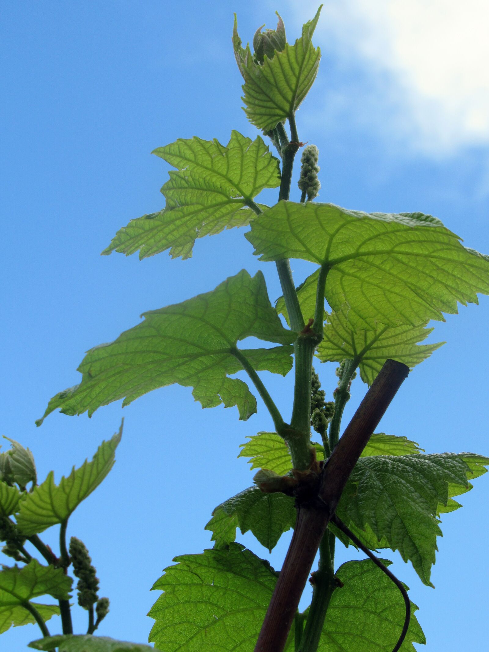 Canon PowerShot SX620 HS sample photo. Grape, leaf plants, plant photography