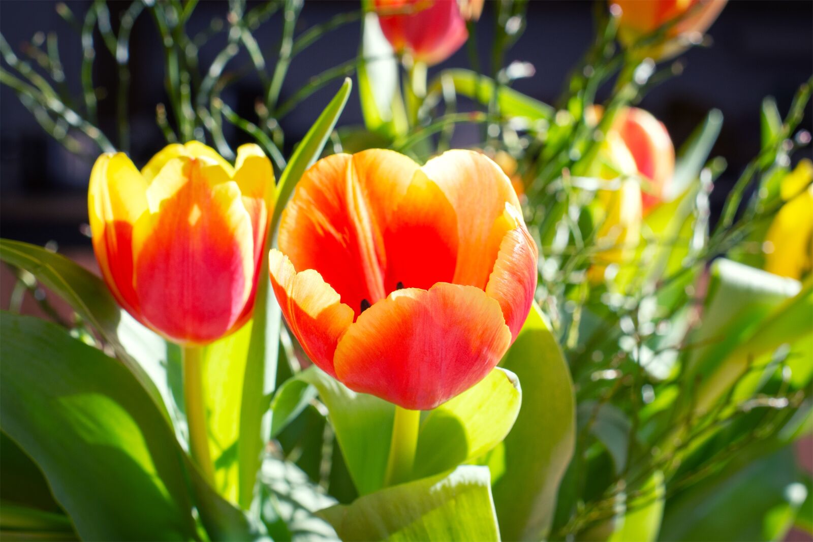Nikon D7100 sample photo. Tulips, flowers, bouquet photography