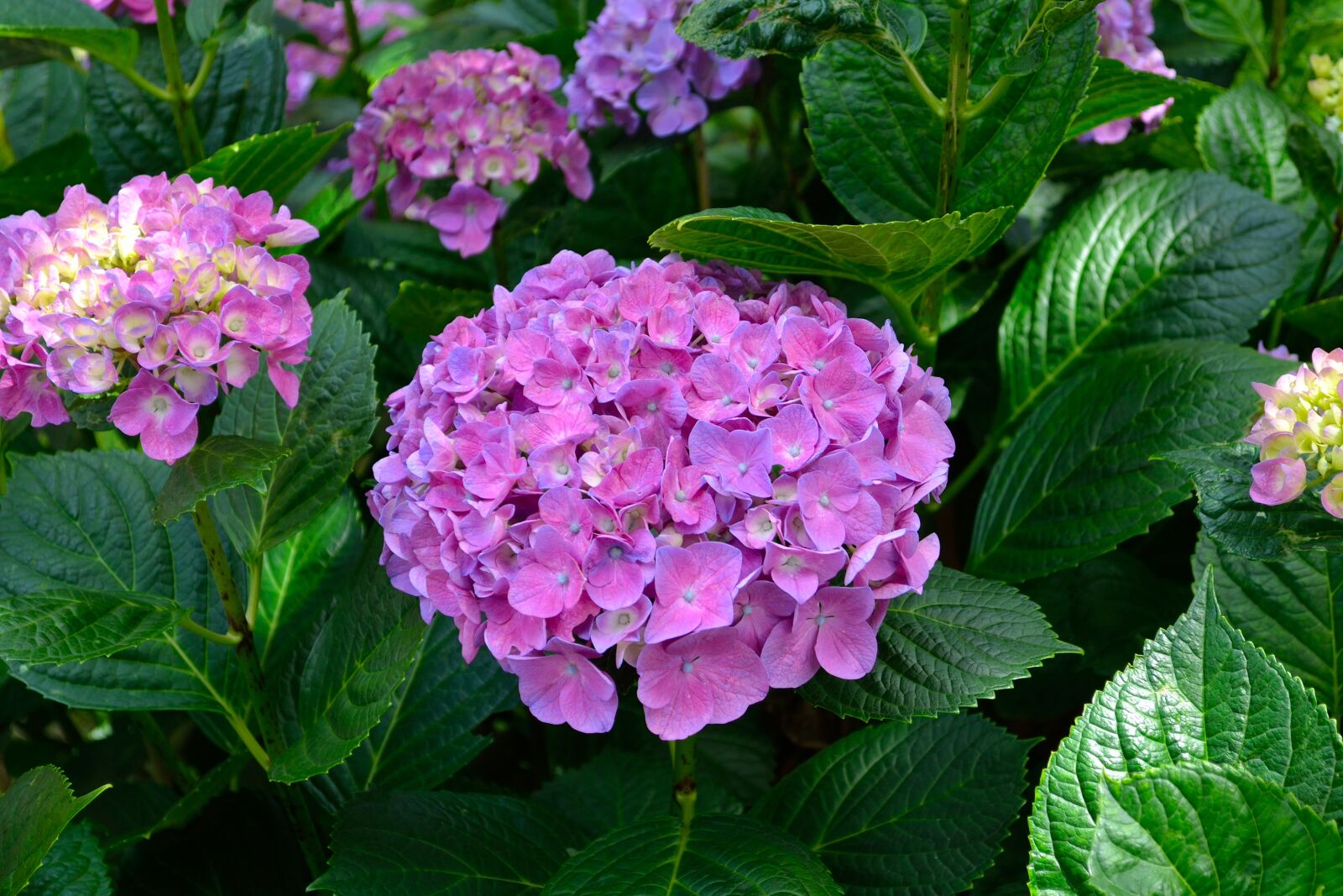 Nikon D3100 sample photo. Flowers, purple, green photography