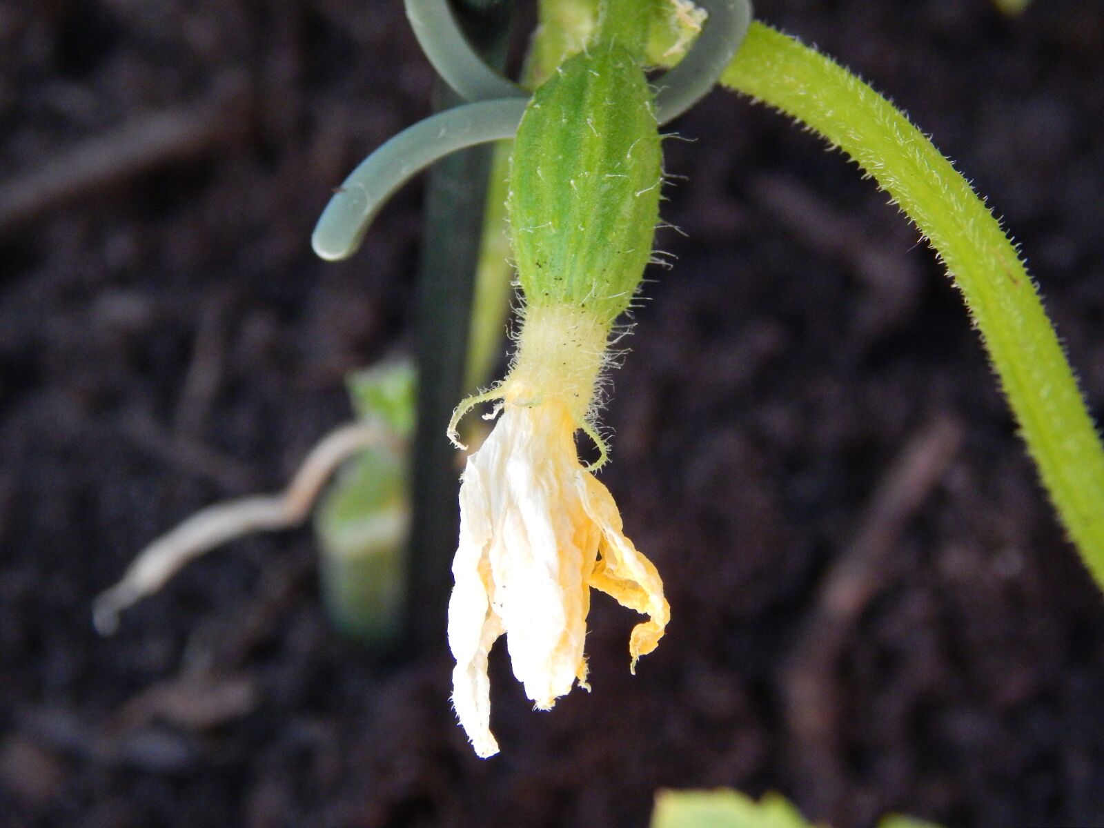 Nikon Coolpix L820 sample photo. Mini cucumber, cucumber, plant photography