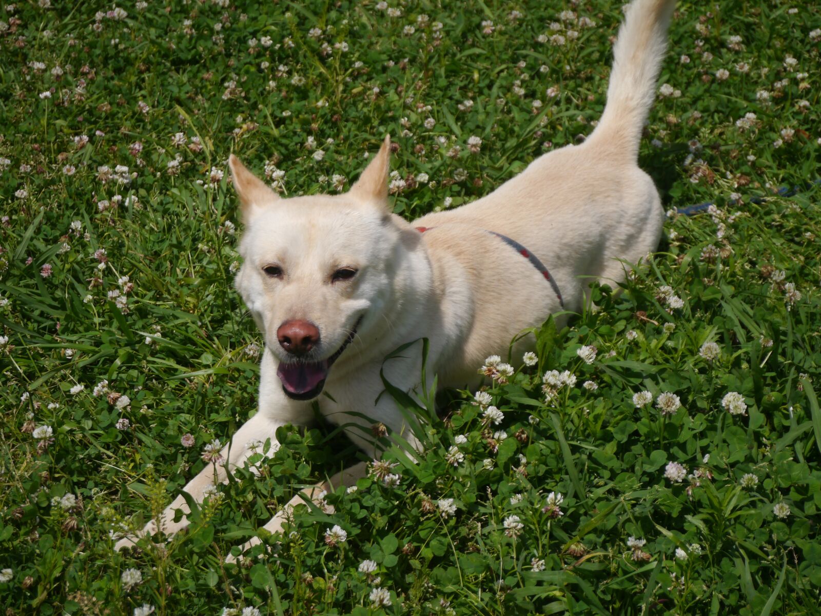 Panasonic Lumix DMC-GX1 sample photo. Dog, based on stray photography