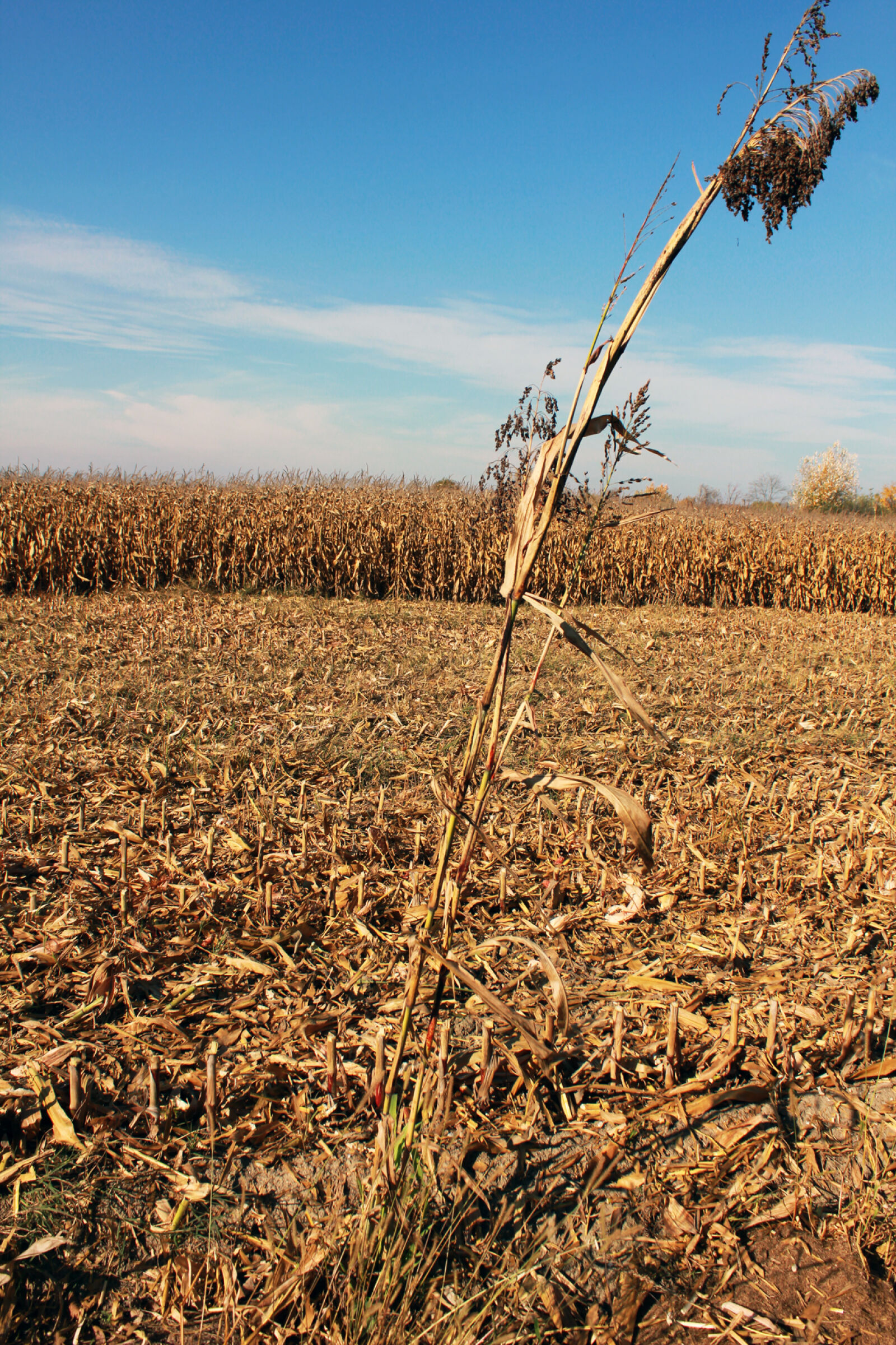 Canon EOS 550D (EOS Rebel T2i / EOS Kiss X4) sample photo. Harvest, maize, nature, nature photography