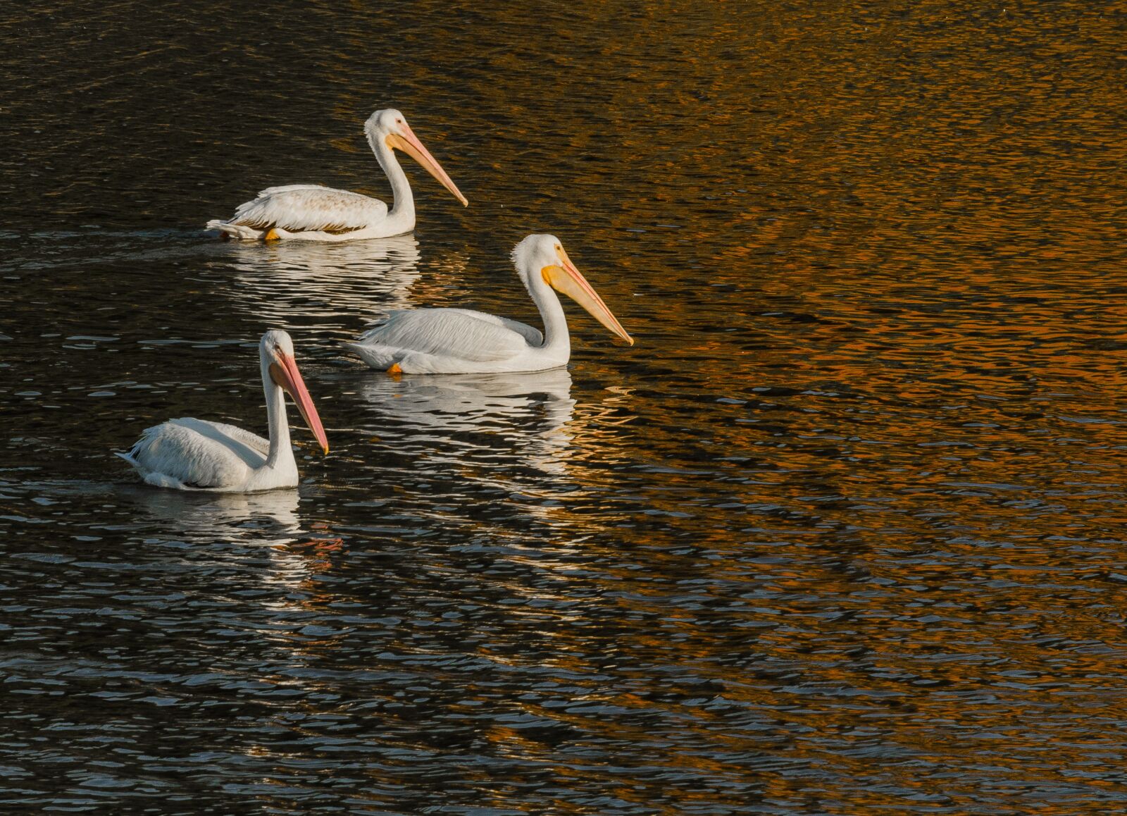 Nikon D7000 sample photo. Pelicans, white pelicans, bird photography