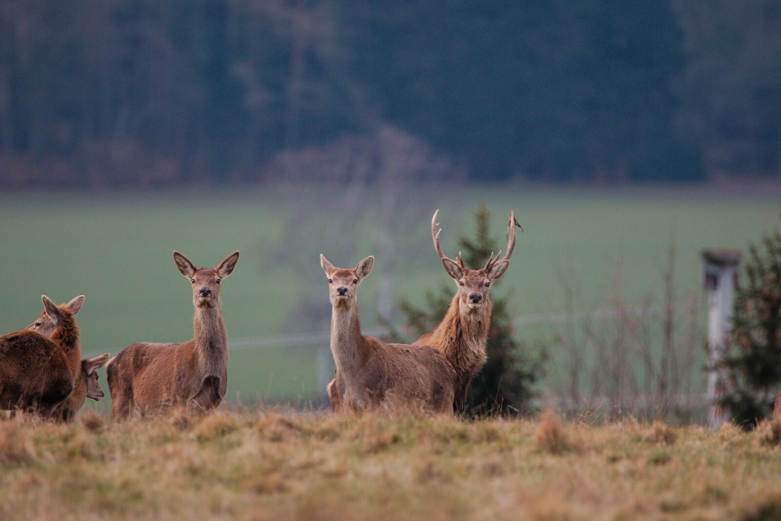 Canon EOS 70D sample photo. Mammal, animal world, nature photography