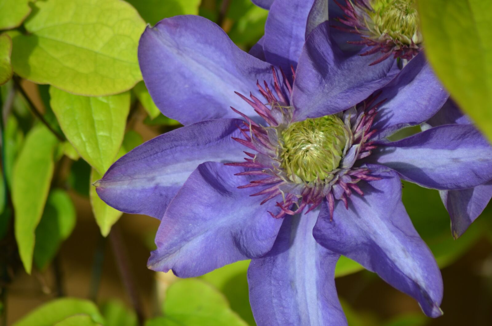 Nikon D5100 sample photo. Clematis, flowers, purple flowers photography