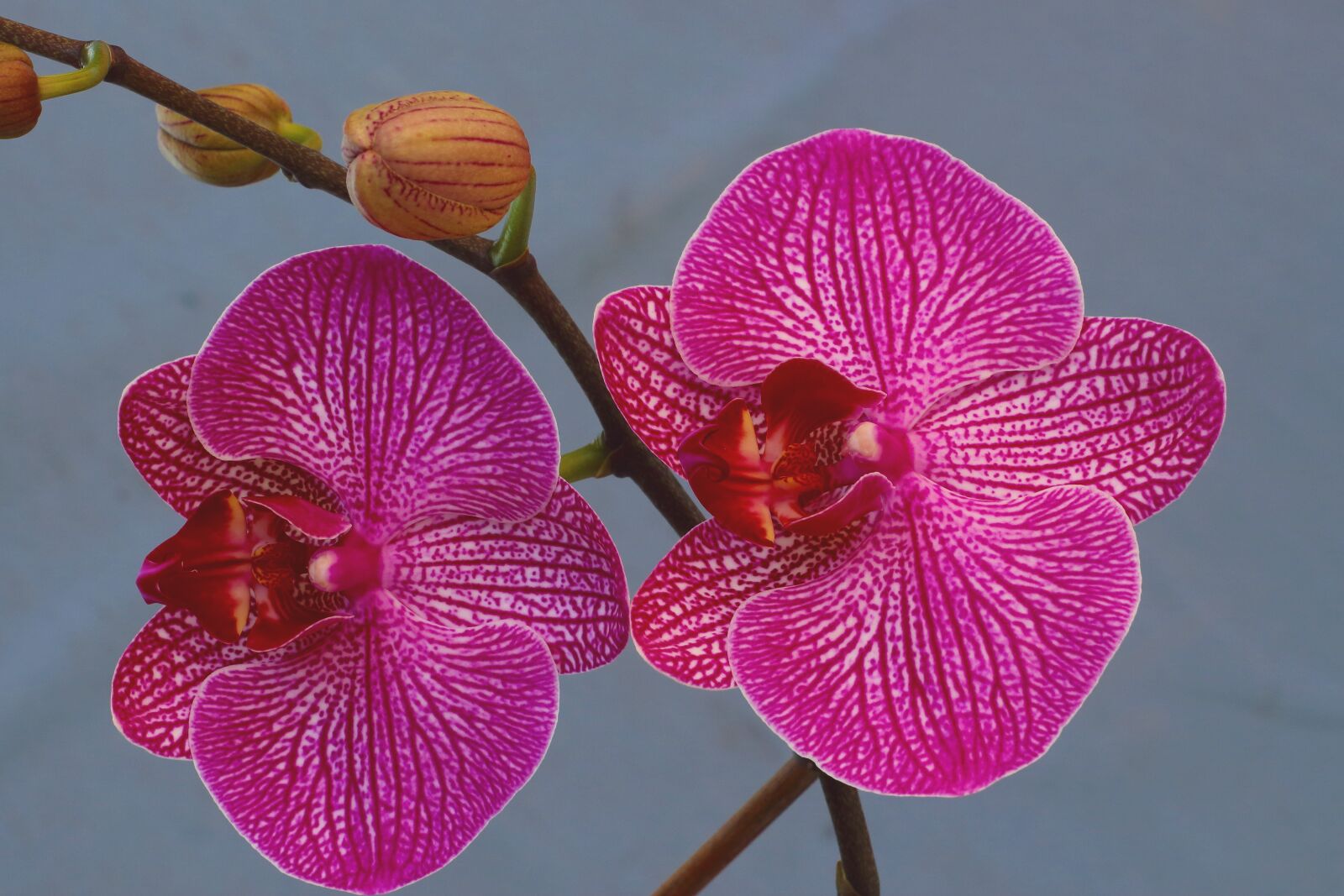 Canon EOS 700D (EOS Rebel T5i / EOS Kiss X7i) sample photo. Orchid, blossom, bloom photography