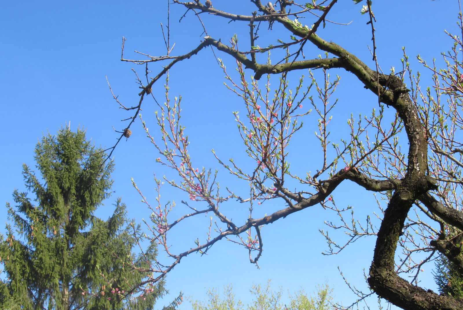 Canon PowerShot SX620 HS sample photo. Spring, trees photography