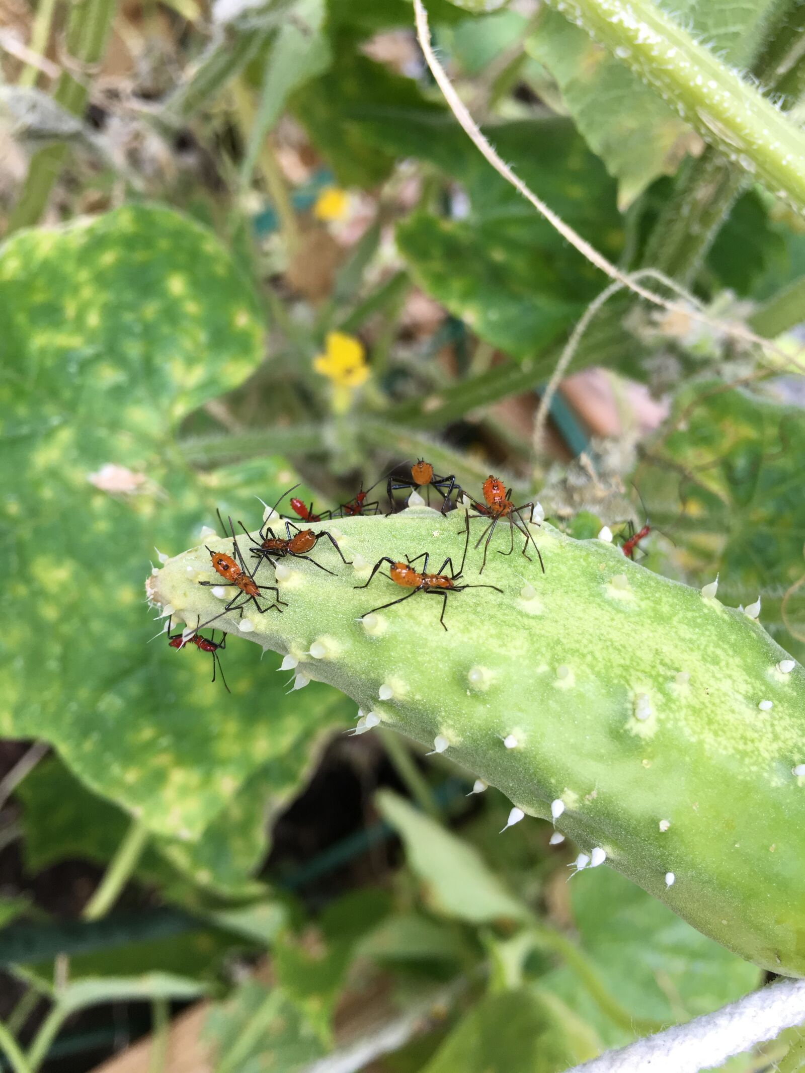 Apple iPhone 6s Plus sample photo. Gardening, bugs, pests photography