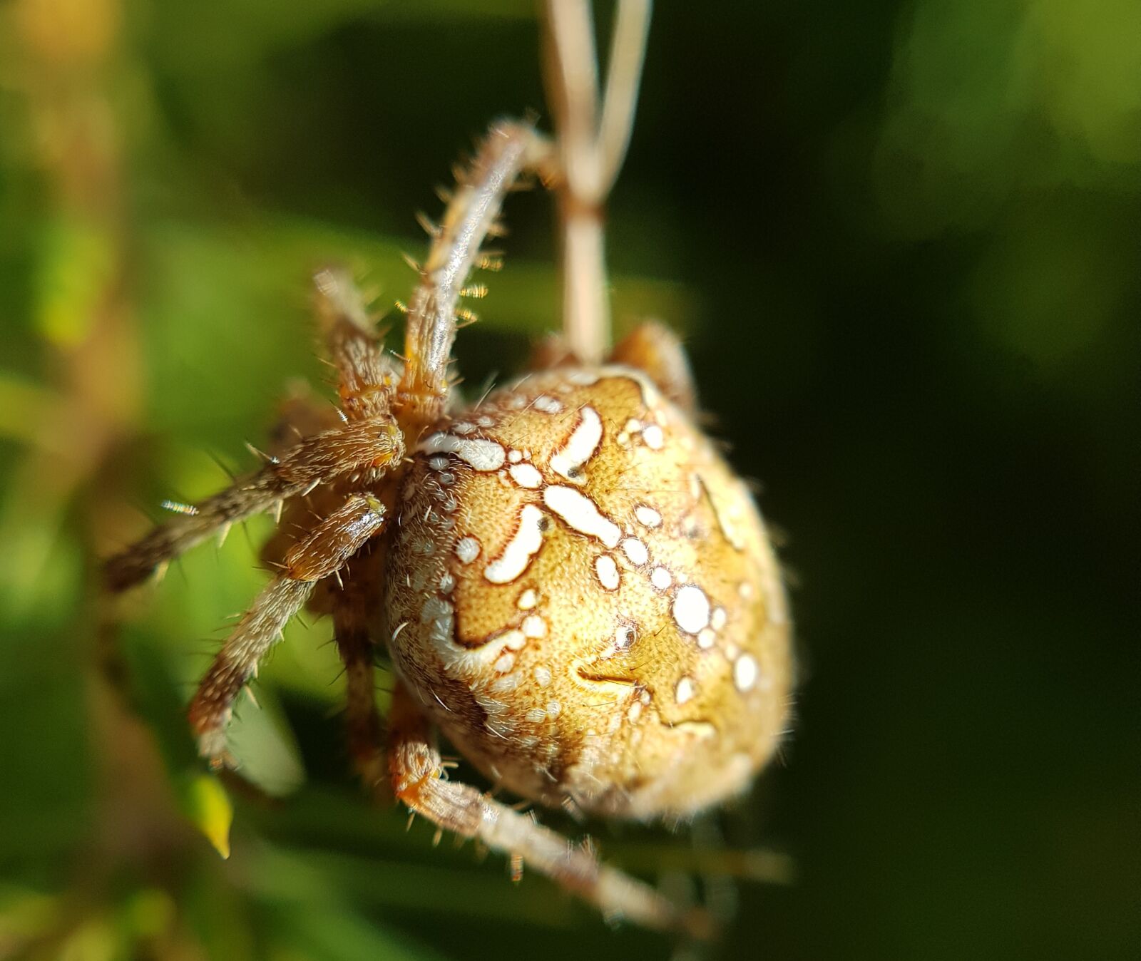 Samsung Galaxy S8 sample photo. Spider, nature, insect photography