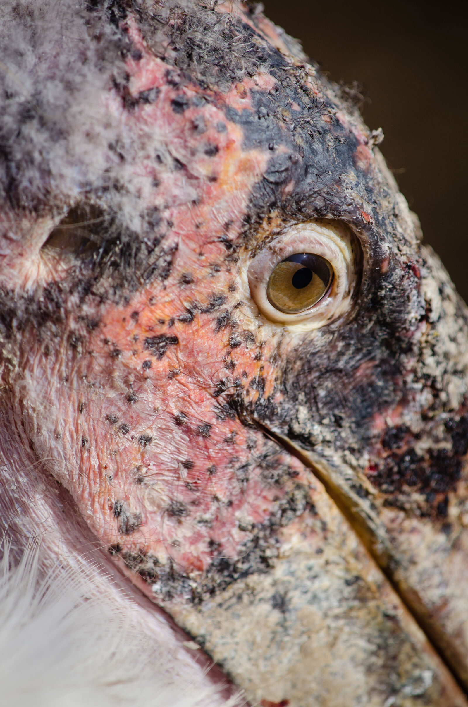 Nikon D7000 + Sigma APO Tele Macro 300mm F4 sample photo