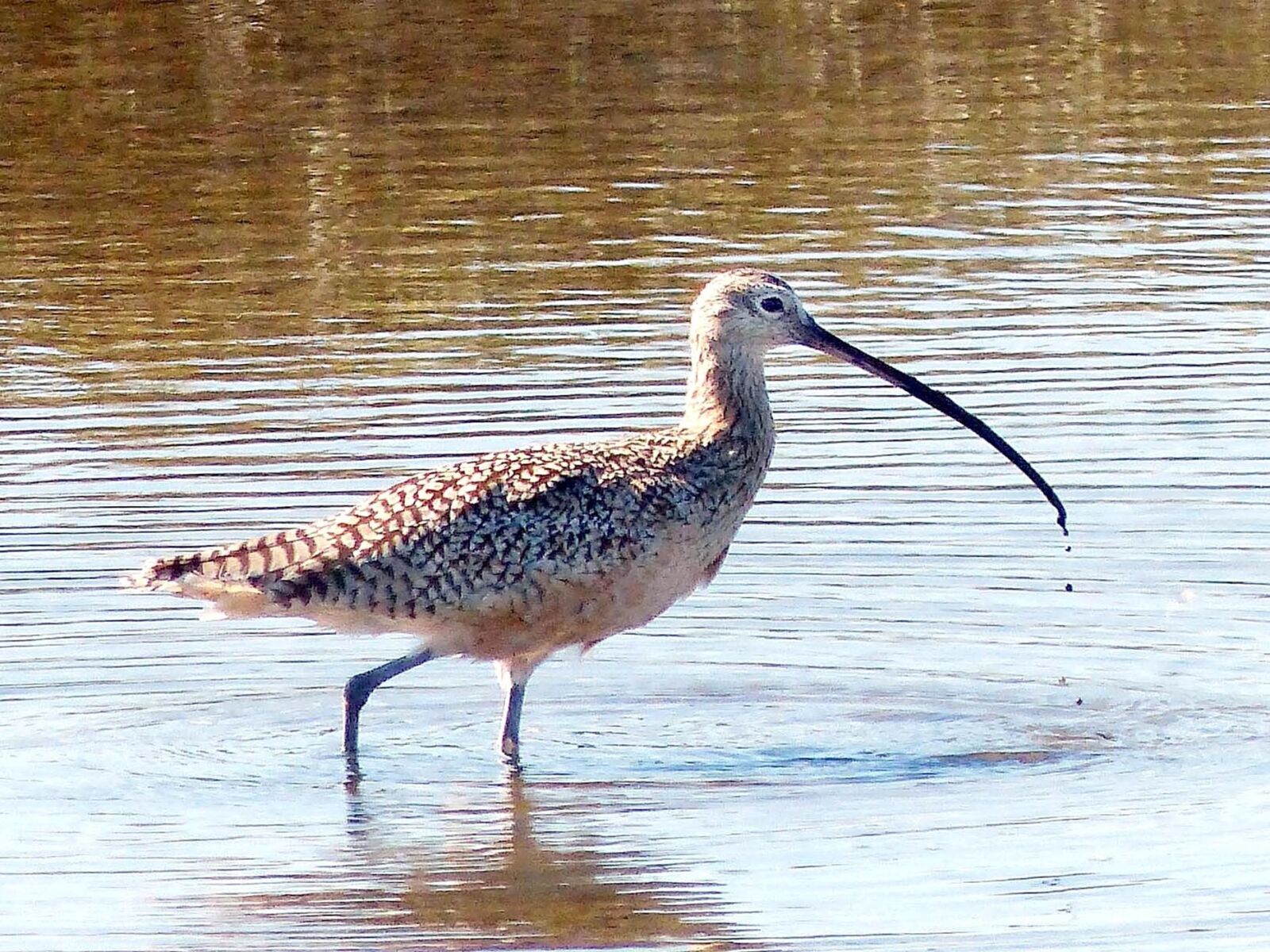 Panasonic Lumix DMC-FZ200 sample photo. Bird, long, billed, curlew photography