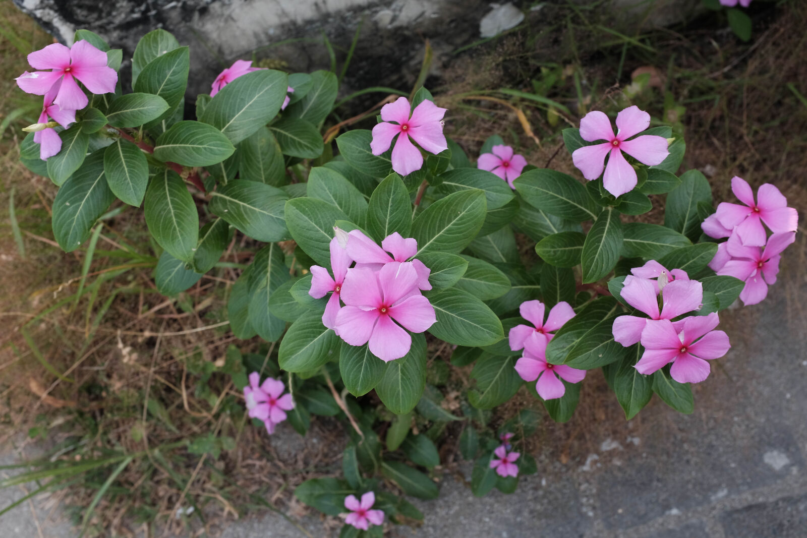 Fujifilm X100T sample photo. Flowers, grass, green, green photography