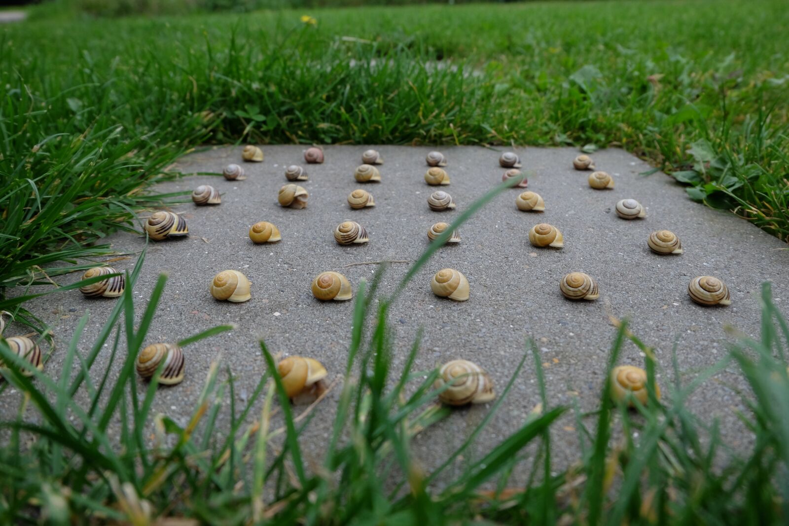 Fujifilm X-M1 sample photo. Snails, nature, pattern photography