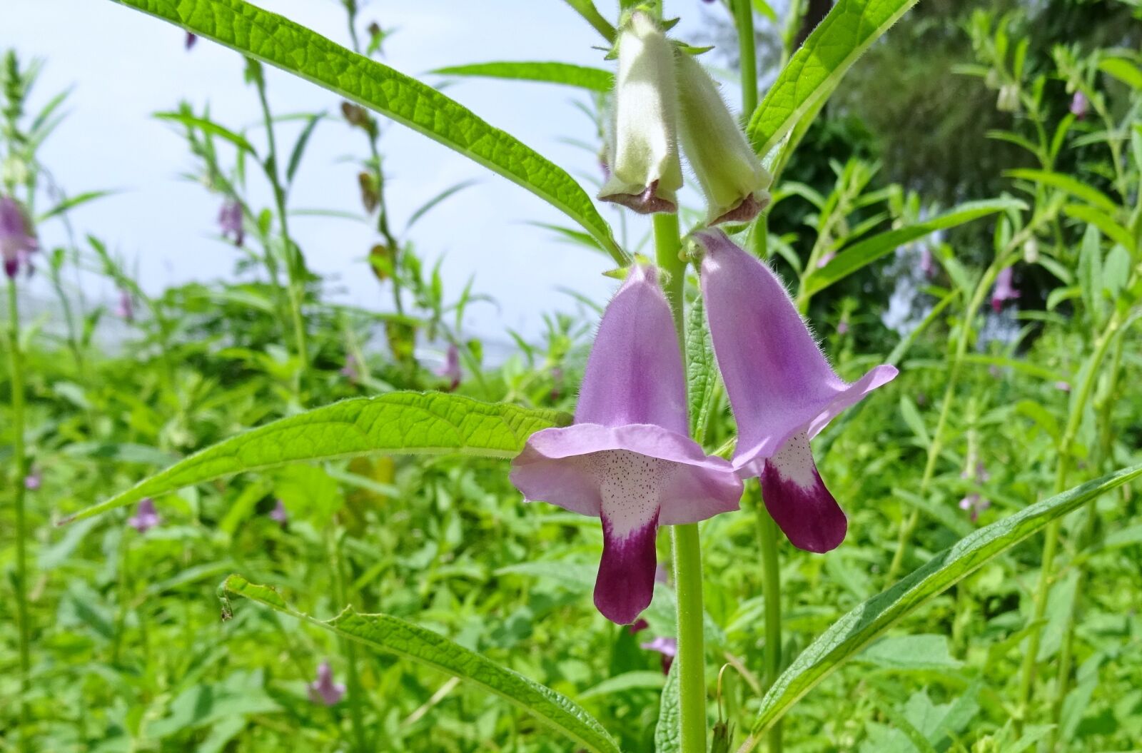 Sony DSC-HX60V sample photo. Flower, purple, sesame photography