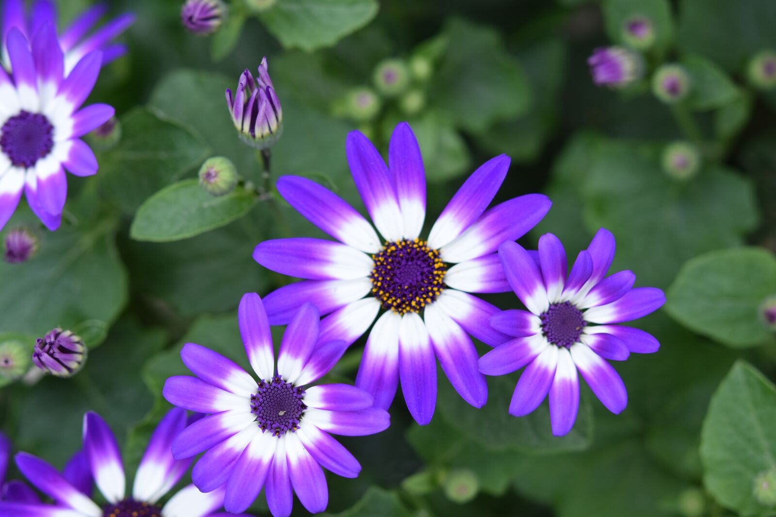Nikon D5600 sample photo. Flower, flowers, flower senicio photography