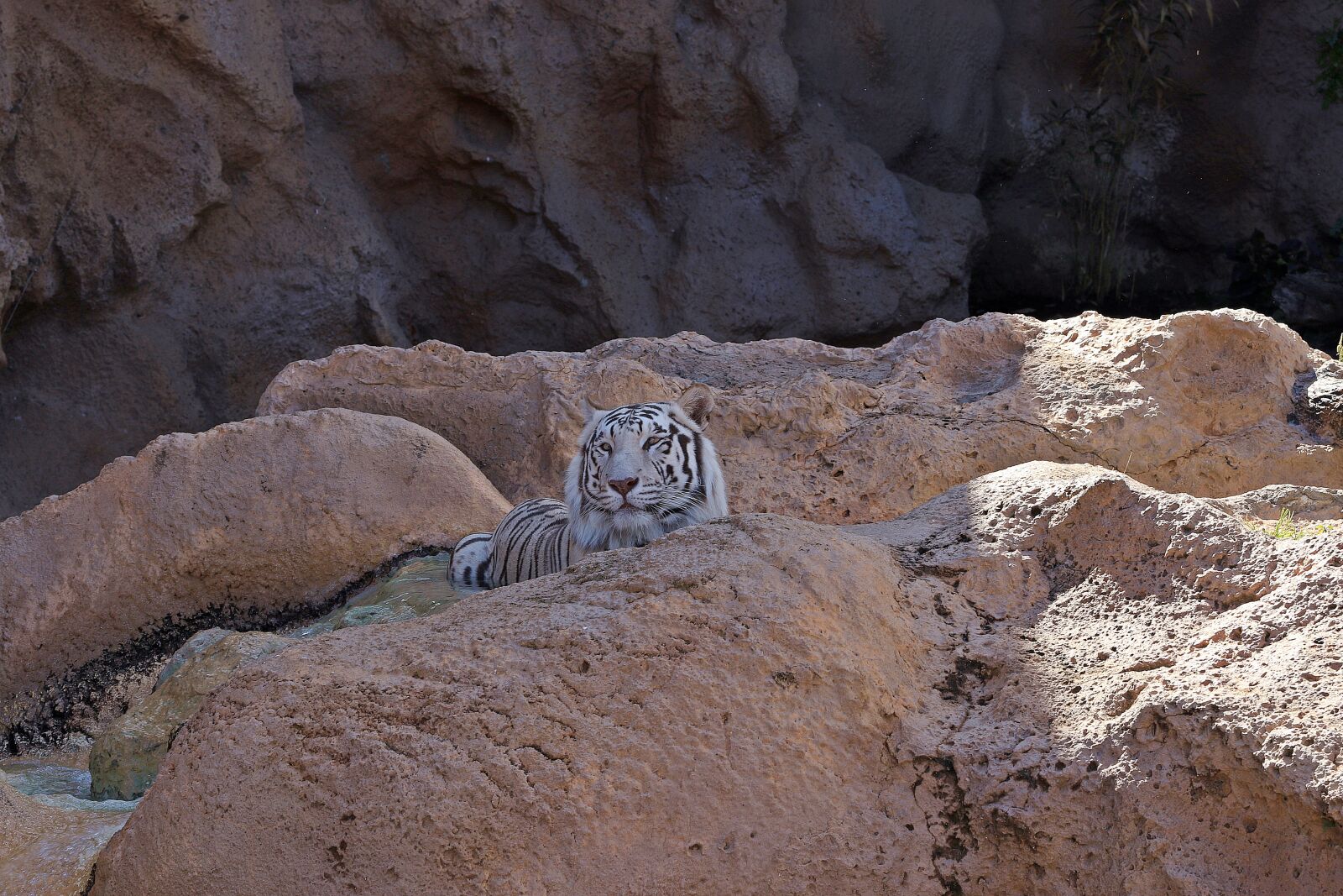 Canon EOS 7D Mark II sample photo. Tiger, white tiger, feral photography