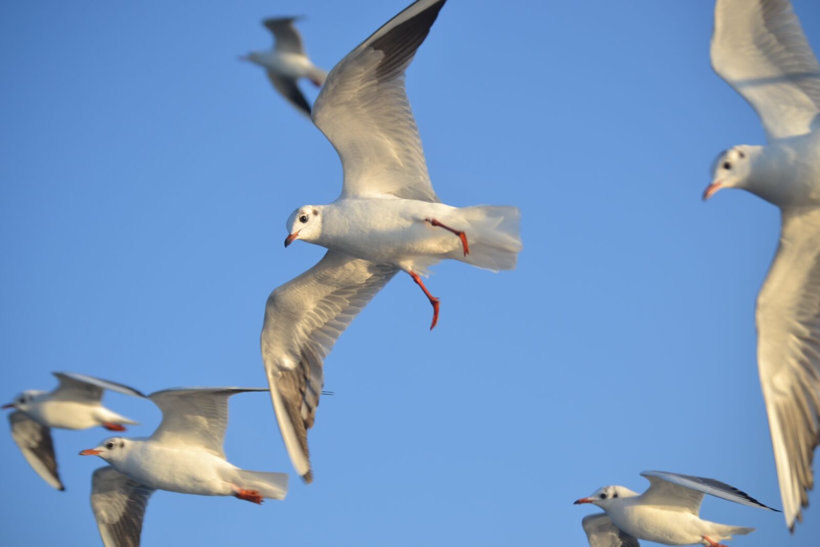 Nikon D3100 sample photo. Seagulls, birds, flight photography