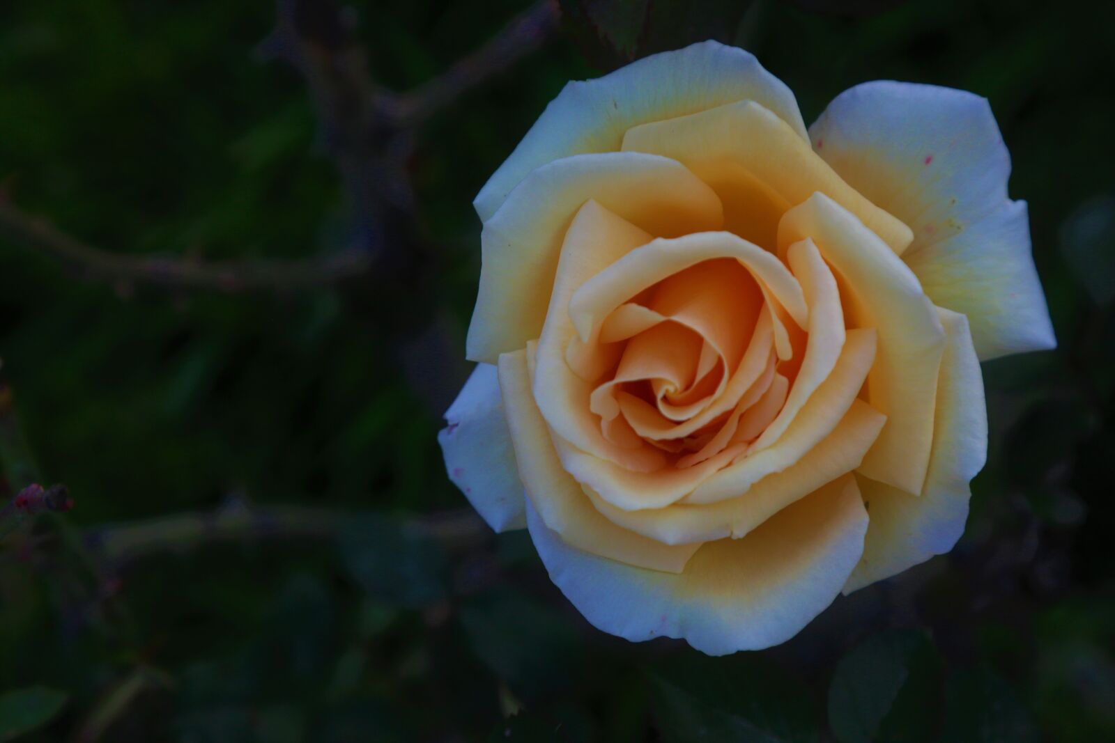Canon EF 24-105mm F4L IS USM sample photo. Rose, nature, white photography