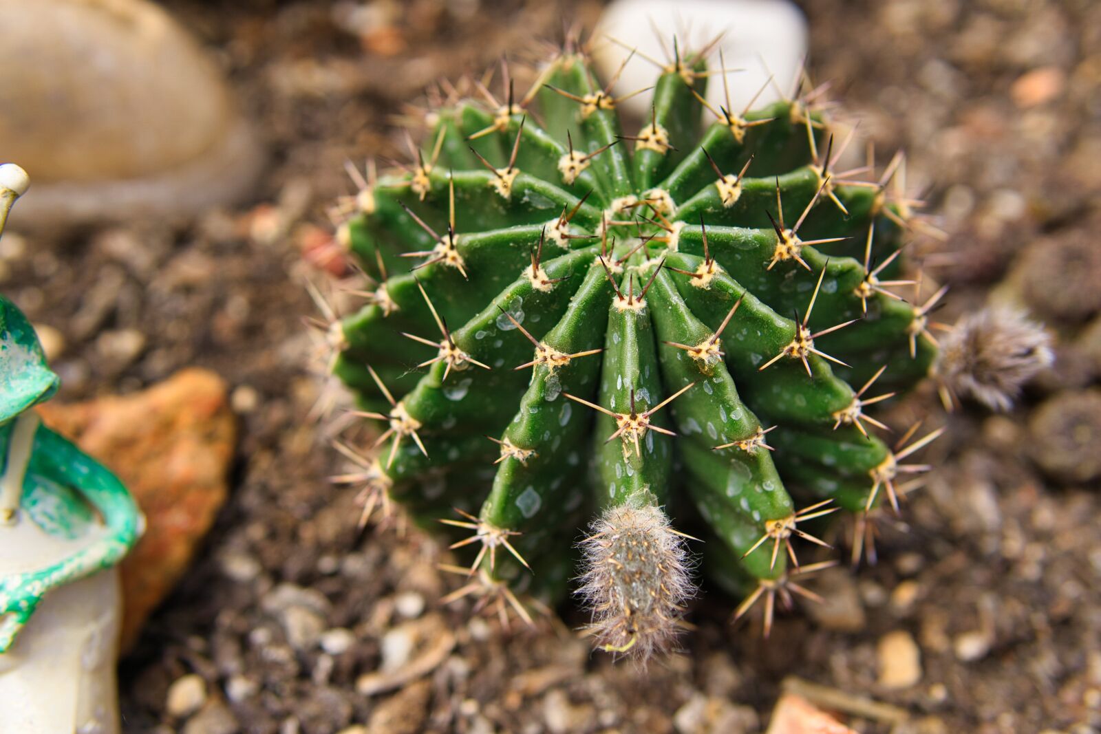 Sony a6000 + 30mm F1.4 DC DN | Contemporary 016 sample photo. Cactus, green, plant photography