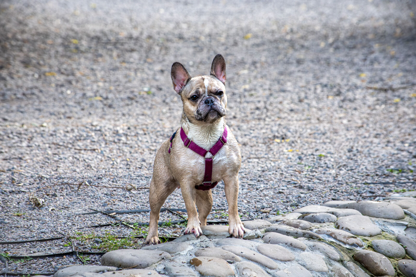 Nikon D750 sample photo