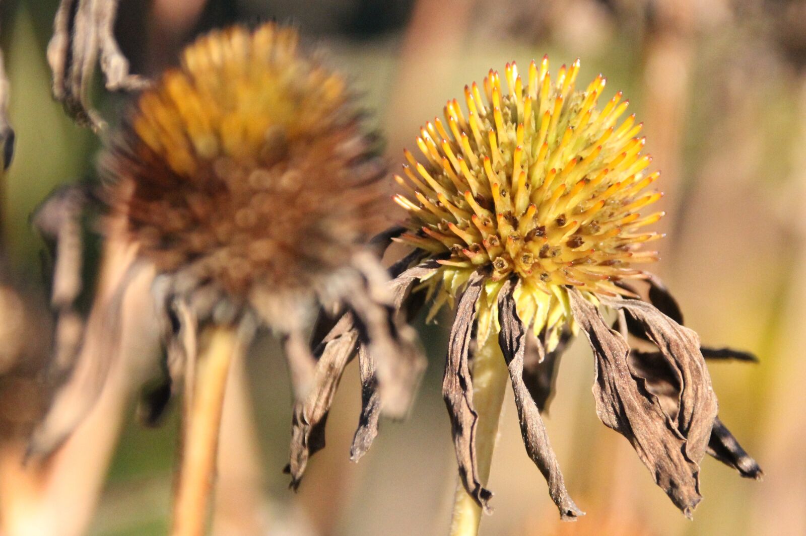 Canon EOS 550D (EOS Rebel T2i / EOS Kiss X4) sample photo. Transience, plant, autumn photography