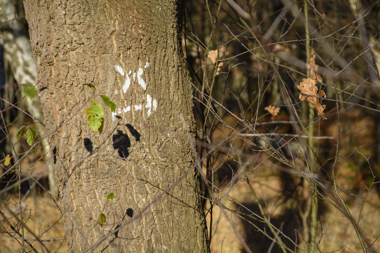 Nikon D7100 sample photo. Mark, marked trail, x photography